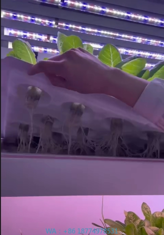 Hydroponic Farming Agriculture - f Attrezzature agricole per serra Coltiva