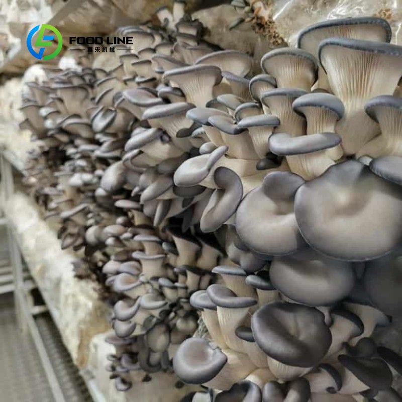 Fattoria Modulare in Container - Hydroponic Farming Agriculture recensione e prezzo