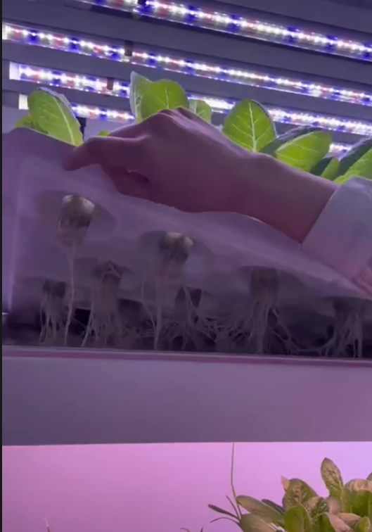 Sistema di Coltivazione Vertic - Hydroponic Farming Agriculture recensione e prezzo
