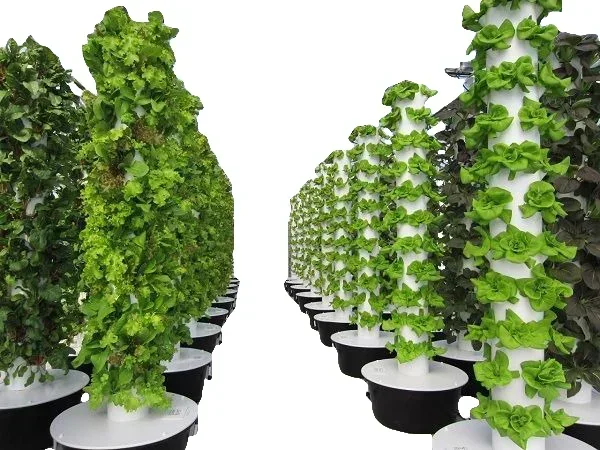 Serre agricole sistema aeropon - Hydroponic Farming Agriculture recensione e prezzo