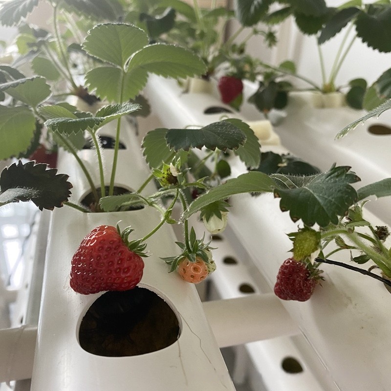 Sistema di Coltivazione Idropo - Hydroponic Farming Agriculture recensione e prezzo