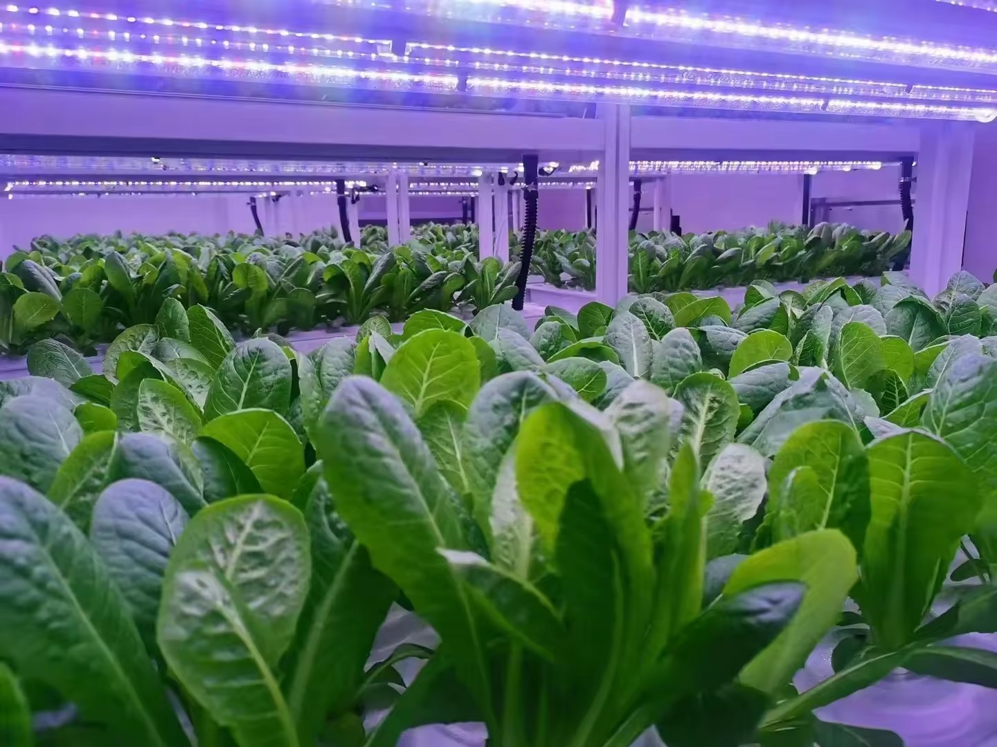 f Attrezzature agricole per se - Hydroponic Farming Agriculture recensione e prezzo