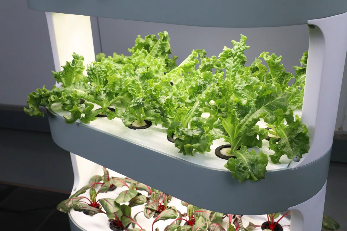 Attrezzatura Agricola Idroponi - Hydroponic Farming Agriculture recensione e prezzo