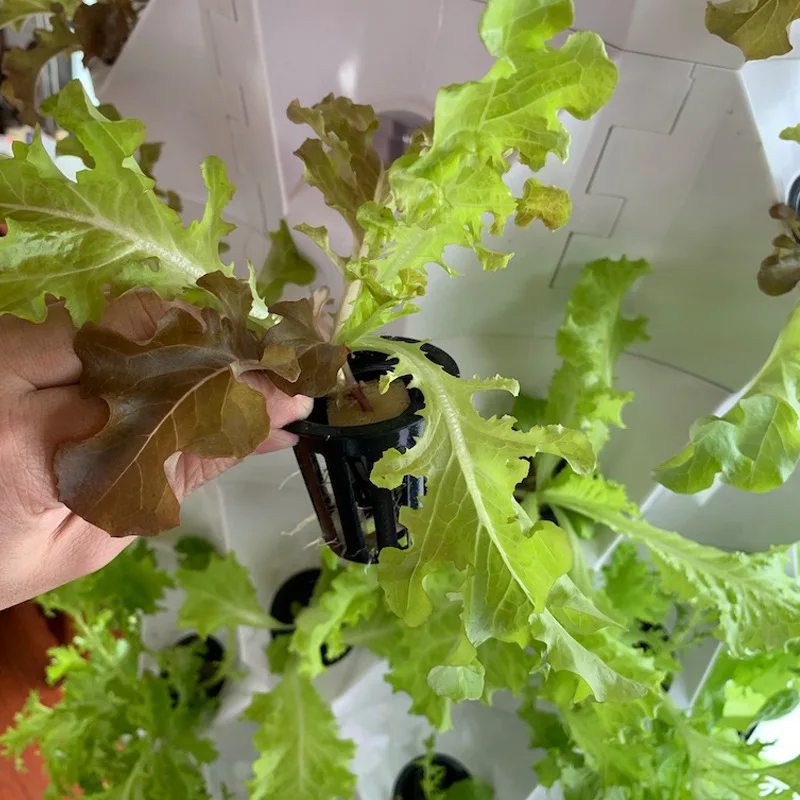 Sistema Idroponico Verticale p - Hydroponic Farming Agriculture recensione e prezzo