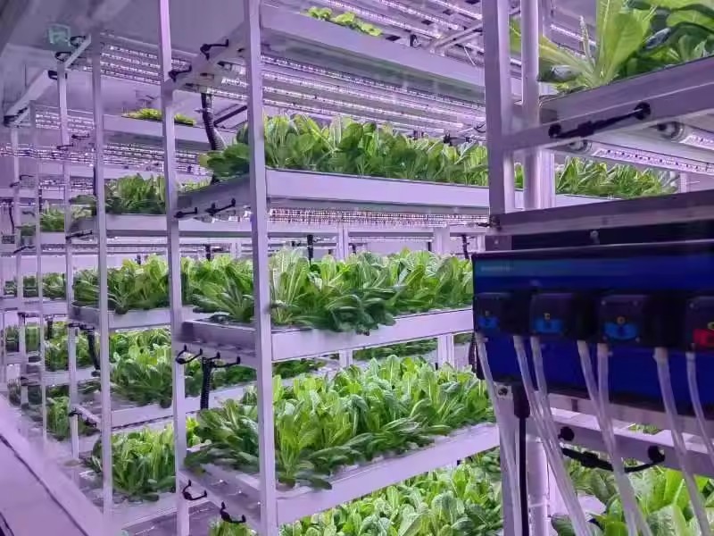 Sistema di Coltivazione Vertic - Hydroponic Farming Agriculture recensione e prezzo