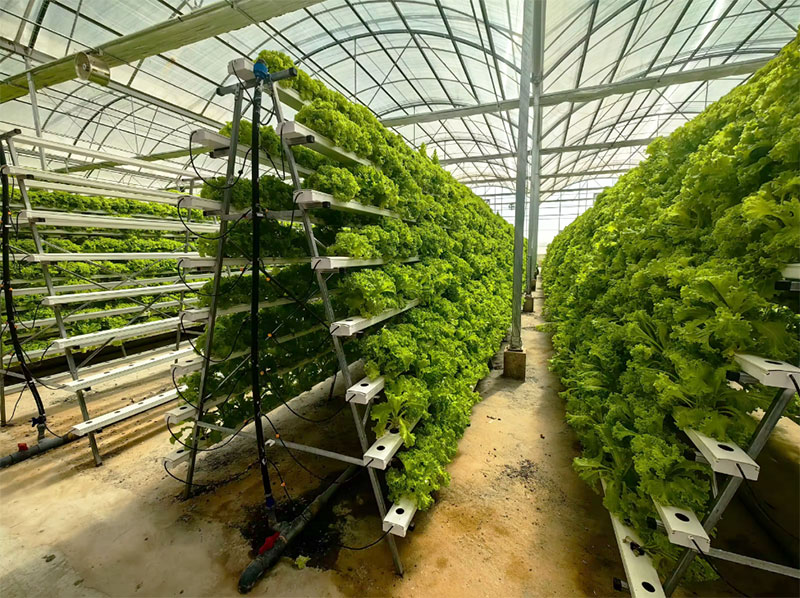 Serre agricole Lettuce Nft Sis - Hydroponic Farming Agriculture recensione e prezzo