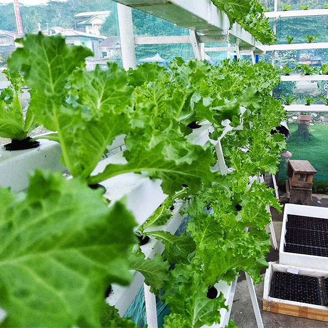 Serre agricole Lettuce Nft Sis - Hydroponic Farming Agriculture recensione e prezzo